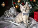 Benz - Bengal Cat For Sale - ME&comma; US