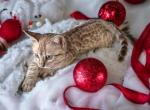 Kia - Bengal Cat For Sale - ME&comma; US