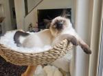 Ari - Balinese Cat For Sale - CA&comma; US