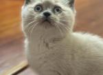 Maria - British Shorthair Cat For Sale - Huntington&comma; NY&comma; US