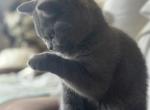 Margo - British Shorthair Cat For Sale - Huntington&comma; NY&comma; US