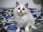 Aladdin - Ragdoll Cat For Sale - Tuscaloosa&comma; AL&comma; US