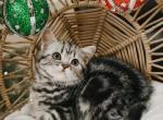 Daisy - British Shorthair Cat For Sale - Battle Ground&comma; WA&comma; US