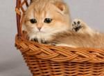 Adele - Scottish Fold Cat For Sale - Hollywood&comma; FL&comma; US