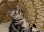 Austin - British Shorthair Cat For Sale - Battle Ground&comma; WA&comma; US