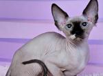 Yuka - Sphynx Cat For Sale - Pembroke Pines&comma; FL&comma; US