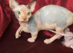 Mirra - Sphynx Cat For Sale - Pembroke Pines&comma; FL&comma; US