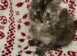 Annabelle Spooky Litter - Maine Coon Cat For Sale - Kingman&comma; AZ&comma; US