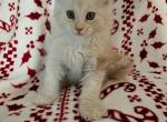Dexter Spooky Litter - Maine Coon Cat For Sale - Kingman&comma; AZ&comma; US