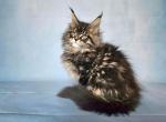 Mango - Maine Coon Cat For Sale - Grayslake&comma; IL&comma; US