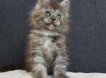 Viraj - Maine Coon Cat For Sale - Grayslake&comma; IL&comma; US