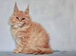 Melon - Maine Coon Cat For Sale - Grayslake&comma; IL&comma; US