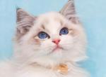 Qiana - Ragdoll Cat For Sale - Miami&comma; FL&comma; US