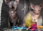 SOLD Boy Erik - Sphynx Cat For Sale - Lockport&comma; IL&comma; US