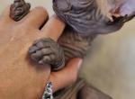 SOLD Black  Chocolate Girl Anita - Sphynx Cat For Sale - Lockport&comma; IL&comma; US