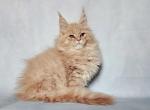 Melon - Maine Coon Cat For Sale - Hollywood&comma; FL&comma; US