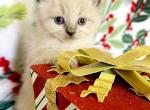 Ivory - Siberian Cat For Sale - Clintwood&comma; VA&comma; US