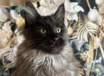 Mars - Maine Coon Cat For Sale - Brighton&comma; CO&comma; US