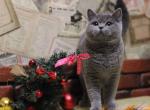 Penelope blue color color plush baby girl - Scottish Straight Cat For Sale - Los Angeles&comma; CA&comma; US