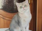 Donald chunky blue golden boy smiling face - British Shorthair Cat For Sale - Los Angeles&comma; CA&comma; US