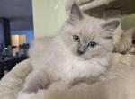 Blue mink mitted ragdoll - Ragdoll Cat For Sale - Jacksonville&comma; NC&comma; US