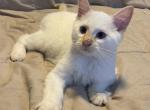 Balinese for Christmas - Balinese Cat For Sale - West Palm Beach&comma; FL&comma; US