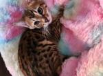 Christmas bengal kittens - Bengal Cat For Sale - VA&comma; US