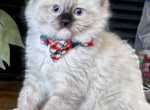 Missy - Ragdoll Cat For Sale - Mount Joy&comma; PA&comma; US