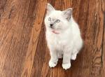 Lola - Ragdoll Cat For Sale - Mount Joy&comma; PA&comma; US