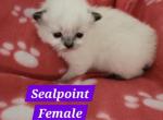 Clarice and Noelle - Ragdoll Cat For Sale - Attica&comma; MI&comma; US