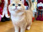 Ivan ny 12 black golden shell british shorthair - British Shorthair Cat For Sale - Houston&comma; TX&comma; US