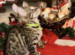 Stellas Boy  Green - Bengal Cat For Sale - AR&comma; US
