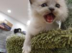 mitted ragdoll kitten - Ragdoll Kitten For Sale - Westborough&comma; MA&comma; US