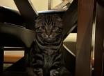 George - Bengal Cat For Sale - Bartlett&comma; IL&comma; US