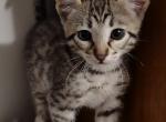 Savannah F3SBT males - Savannah Cat For Sale - Franklin&comma; NC&comma; US