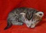 Savannah F3C BST female - Savannah Cat For Sale - Franklin&comma; NC&comma; US