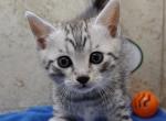 Silver Egyptian Maus - Egyptian Mau Cat For Sale - Franklin&comma; NC&comma; US