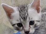 Egyptian Mau Silver Male - Egyptian Mau Cat For Sale - Franklin&comma; NC&comma; US