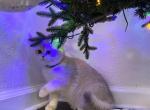 Mia - British Shorthair Cat For Sale - Philadelphia&comma; PA&comma; US