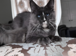 Sterben - Maine Coon Cat For Sale - WA&comma; US