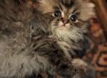 Precious Registered Tabby Persian Kitten - Persian Cat For Sale - Perry&comma; FL&comma; US