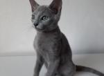 Martin - Russian Blue Cat For Sale - Miami&comma; FL&comma; US
