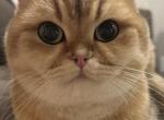 British golden chinchilla - British Shorthair Cat For Sale - Staten Island&comma; NY&comma; US