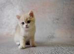 Helly - British Shorthair Cat For Sale - Miami&comma; FL&comma; US