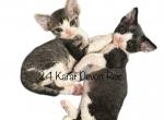 Forrest - Devon Rex Cat For Sale - Brooksville&comma; FL&comma; US