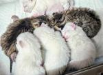 Highlander kittens - Highlander Cat For Sale - IN&comma; US