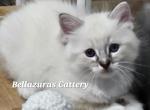 Milkyway SOLD - Ragdoll Cat For Sale - Orange&comma; VA&comma; US
