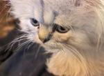 Cute Registered Silver Shaded Persian Female - Persian Cat For Sale - Perry&comma; FL&comma; US