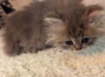 Fluffy Registered Silver Persian Kitten - Persian Cat For Sale - Perry&comma; FL&comma; US