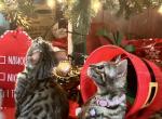 Stellas Girl - Bengal Cat For Sale - AR&comma; US